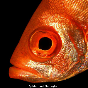 Big Eye, Seychelles by Michael Gallagher 